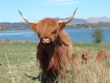 highland-cow.jpg