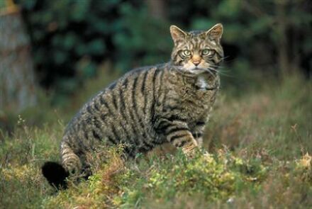 Scottish Wildcat